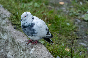 A pigeon is sitting on a rock in close-up.