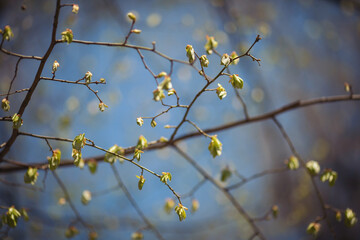 Spring blossom sunny happy day. leaves blossom in the trees. spring branches. tree branch with buds background. 