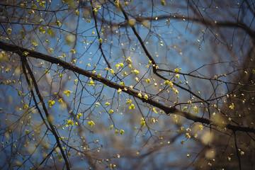 Green buds on branches in spring. Nature and blooming in spring time. green new buds on branch in spring season. 