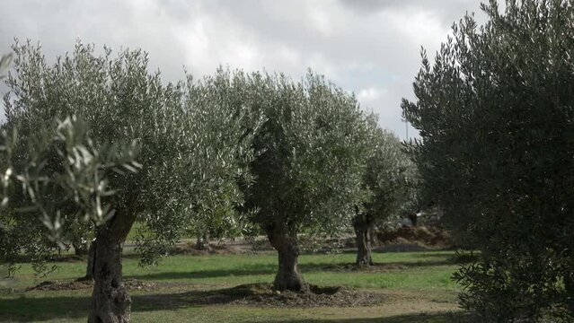 Olive trees 4k