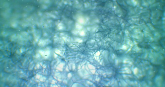 Microworld of floating mysterious particles under a microscope. Macro footage of a spider web net under a scope. Floating bacteria, living organisms and germs inside textile net under a microscope.