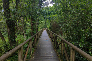 A wooden walkway leads through a lush, green forest, creating a peaceful and serene natural environment