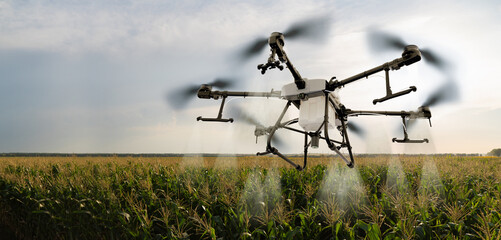 Drone sprayer flies over the corn field. Smart farming and precision agriculture