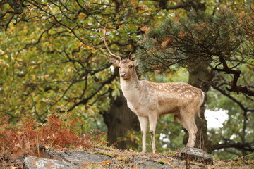 deer in the forest