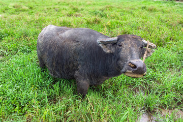 Portrait of a water buffalo carabao in a field. 