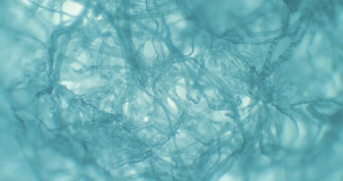 Microworld of floating mysterious particles under a microscope. Macro footage of a spider web net under a scope. Floating bacteria, living organisms and germs inside textile net under a microscope.