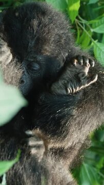 Mother Gorilla Feed Food their baby Gorilla. Mother Gorilla Hold Baby gorilla in Hands. African Forest