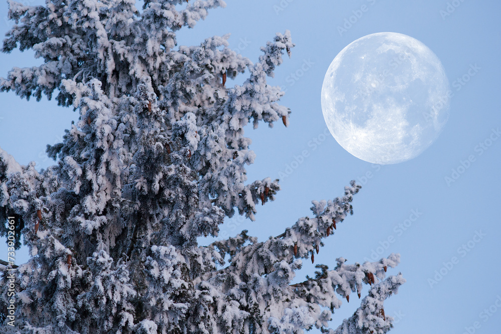 Wall mural blue twilight sky with moon. spruce tree with branches. covered with frosty frost.