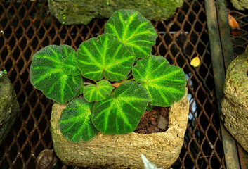 closeup details of begonia leaf