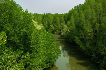 Tropical mangrove forest