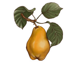 illustration drawing ripe pear on a branch