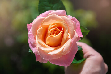 background of roses for March 8 and Valentine's Day
