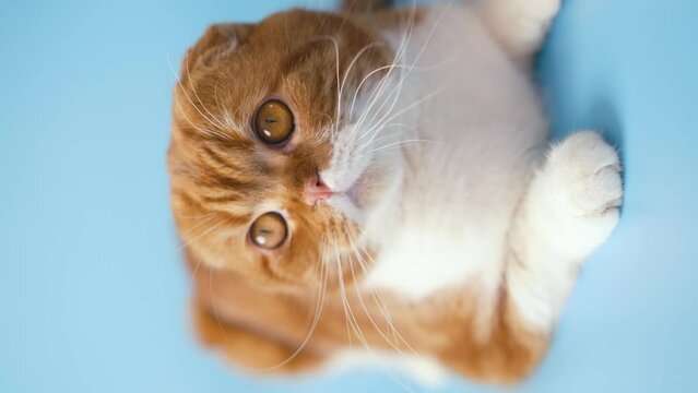 Red-haired Scottish fold cat with yellow eyes on blue background. 