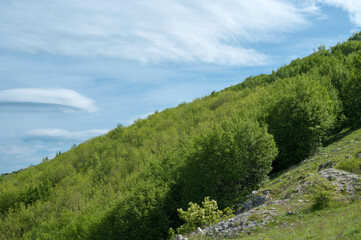 Vegetation along the mountain slope. Vallo di Diano.  Salerno, Italy, Europe