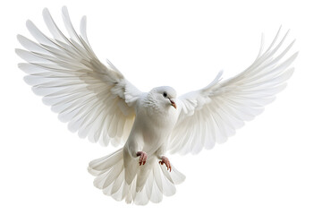 White bird flying isolated on white background