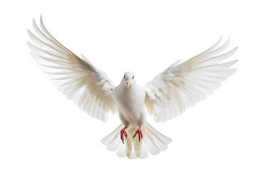 White bird flying isolated on white background