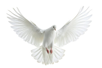 White bird flying isolated on white background - obrazy, fototapety, plakaty