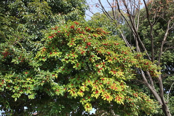 クロガネモチの木　赤い実