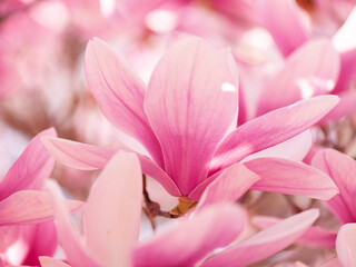 Fototapeta premium 春色のモクレン