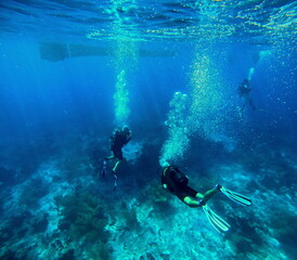 Fototapeta na wymiar scuba divers underwater, marine activity, guadeloupe national park in malendure
