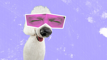 Contemporary art collage. White poodle with human eyes in pink neon filter expressing emotion of...