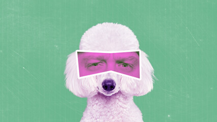 Contemporary art collage. White poodle with human eyes in pink neon filter with emotion of...