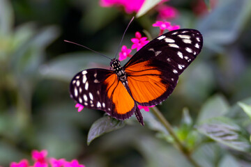 A Heliconius hecale (Philaethria hecale) with beautiful orange wings drinks the nectar from small flowers in a butterfly garden in Leidschendam