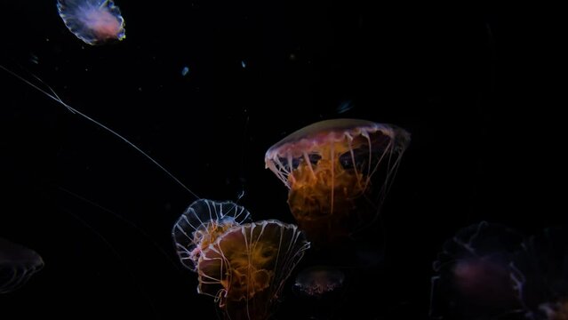 4K Jellyfish, black seanettle, slow