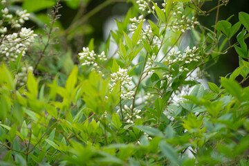 真夏の白いつぼみ(南天)
