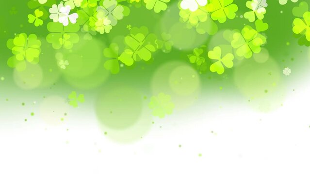 Irish shamrock falling leaves on white background. Green symbol Good Luck. Loop clover pattern for Saint Patrick's Day holiday motion graphic.