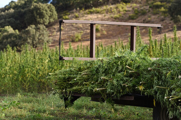 Cutting cannabis harvest and grouping the plants in a trailer © Cubodeluz