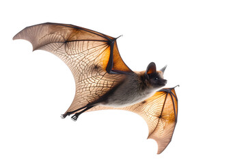 Obraz premium Flying bat isolated on white background
