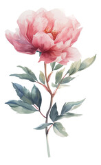 Elegant, hand-painted watercolor soft flower with leaves, perfect as an embellishment for wedding invitations, greeting cards, and other stationery projects. Isolated PNG transparent background.
