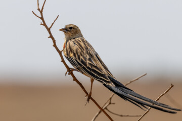 Long tailed whydah bird perched on a twig in South Africa