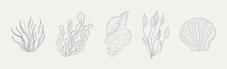 Seaweed, Algae and Sea Shells Hand Drawn Vector Set - obrazy, fototapety, plakaty