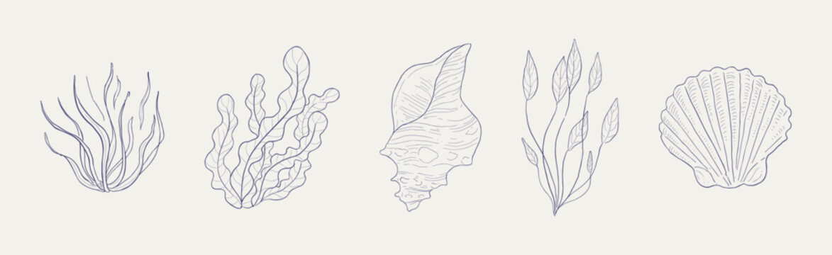 Seaweed, Algae and Sea Shells Hand Drawn Vector Set