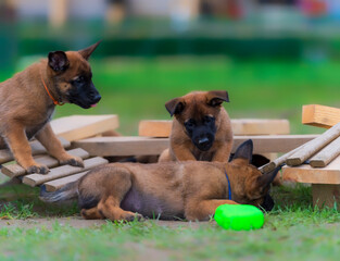 Group of puppies belgian shepherd malinois playing with a toy.