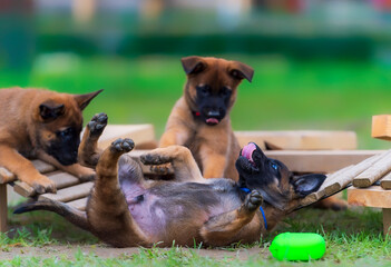 Belgian Shepherd malinois puppies playing together in the garden. Selective focus.