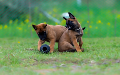 Two puppies belgian shepherd malinois malinois playing with a ball