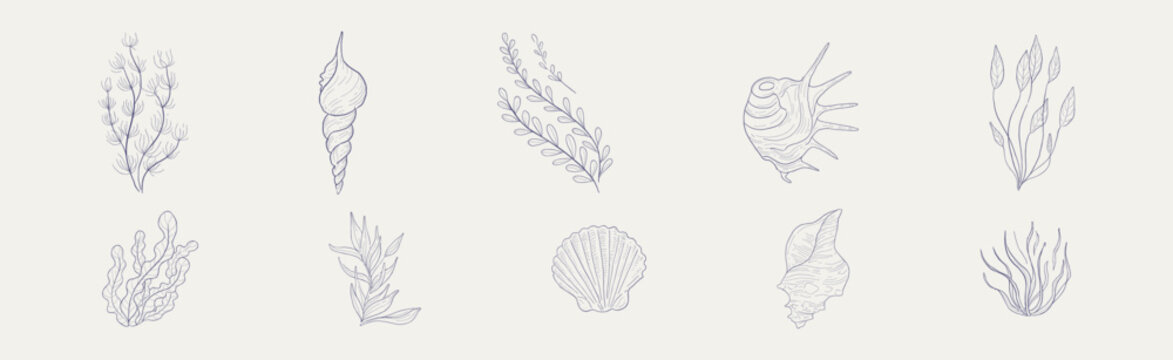 Seaweed, Algae and Sea Shells Hand Drawn Vector Set