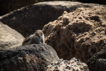 Canarian squirrel on the rock.
