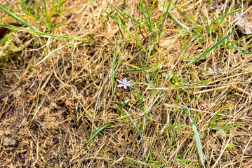 Small white flowers on a spring field