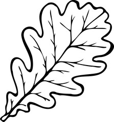 Hand drawn oak leaf vector illustration in line art style isolated on a white background.