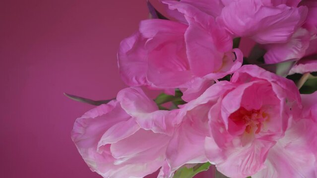 Beautiful pink double late peony tulips bouquet on pink background