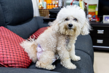 Pet dog with incontinent health issue wearing diaper resting on home sofa