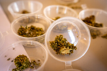 buds of the Cannabis sativa plant, marijuana, mallorca, balearic islands, spain