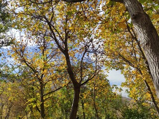 autumn in the countryside
