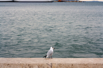 Seagull standing on the rock by the sea. Selective focus.