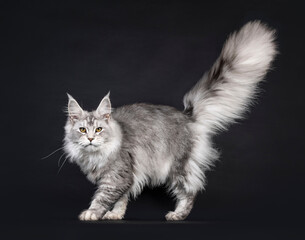Impressive silver Maine Coon cat, walking side ways. Looking straight to camera. Enormous tail fierce up in air. Isolated on a black background.