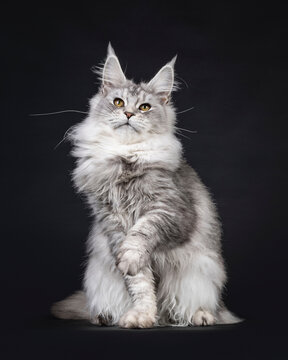 Impressive silver Maine Coon cat, sitting up facing front. Looking above camera. One paw lifted. isolated on a black background.